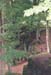 wald1